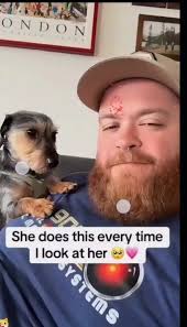 Cute Chihuahua Puppies Bring Family Fun