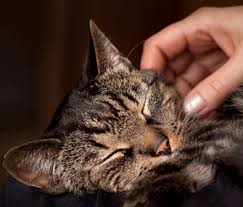 I always wondered if cats are ticklish and if so where at so i can let the fun begin? Four Places To Pet Your Cat And One To Leave Alone