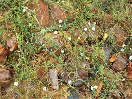 Image result for Xenostegia alatipes