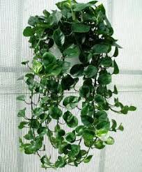 Image result for Epipremnum en casa