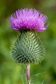 Pin On Wildflowers