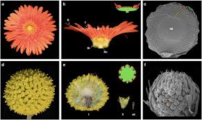 No one contacted me with order update/status. Flower Heads In Asteraceae Recruitment Of Conserved Developmental Regulators To Control The Flower Like Inflorescence Architecture Horticulture Research