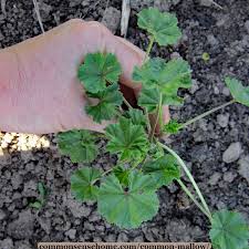 Any of various plants of the genus malva of the mallow family, having pink. Common Mallow Nutrient Dense And Pain Relieving