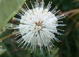 Image result for Cephalanthus