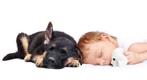 All posts tagged puppies and toddlers. Are German Shepherd Puppies Good With Kids Embora Pets