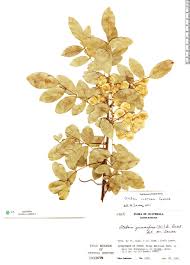 Image result for Ateleia