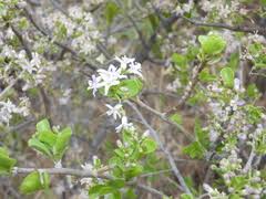 Image result for Ehretia obtusifolia