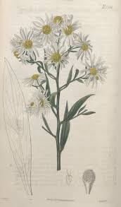 Image result for Nidorella pinnata