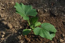 We did not find results for: How To Plant Squash In Hills 12 Steps With Pictures Wikihow