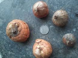 Global gladiolus bulbs buyers find suppliers here every day. Gladiolus Bulbs Gladiolus Bulb Suppliers Gladiolus Bulbs Selling Companies