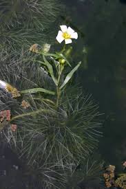 Image result for Cabombaceae