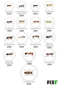 His pest control programs have an unparalleled track record of success and industry recognition. Acrobat Ants Texas