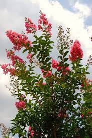 Are crepe myrtle roots invasive. Crape Myrtle Trees Aren T Native To The U S But Hungry Native Birds Still Find Them Tasty Smithsonian Institution