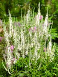 The final rosette at the top carries the flower spike. Veronicastrum Media Database