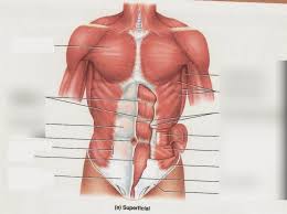 These diverse tasks require both strong, forceful movements and some of the fastest, finest, and most delicate adjustments in the entire human body. Human Biology Anterior Trunk Muscles Diagram Diagram Quizlet