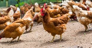 Download Finding The Value In Processing Spent Laying Hens The Poultry Site