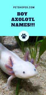 Axolotls are tamable, aquatic mobs that will spawn in the rivers of the lush caves. 100 Cute Axolotl Names Boy Girl Neutral Names Petshoper Axolotl Names Cute Axolotl Axolotl