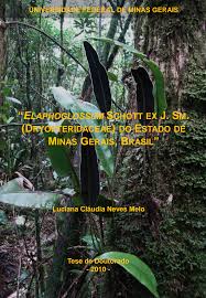 Image result for Elaphoglossum macropodium