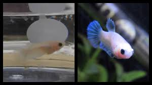 baby betta growth log petco baby betta transformation