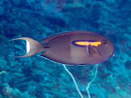 File Orangeband Surgeonfish Acanthurus Olivaceus 48564924747 Jpg Wikimedia Commons