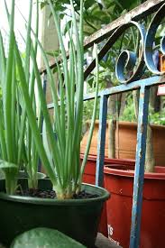 Beginning in the subsequent season, cut strolling onion greens as you would chives. How To Grow Green Onions Growing Green Onions In Containers Year Round Balcony Garden Web