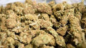 Estés o no en la plaza mayor, puede que te apetezca una infusión caliente y relajante. Marihuana Aktuelle Themen Nachrichten Bilder Stuttgarter Nachrichten