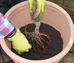We did not find results for: Bare Root Fruit Tree Planting Guide Fruit Trees