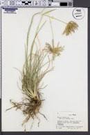 Image result for Chloris mossambicensis
