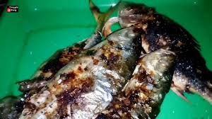 #ikanasinfermentasi #ikantelang #ikantalang ikan talang segar yg blm kena es, diolah dng proses fermentasi tradisional pic.twitter.com/gbykhhjsk3. Ikan Talang In English Resepi Ikan Talang Masak Asam Resep Masakan Khas 1 Ship Citation 0 Free In 1 Resources Apek Gedaa