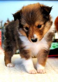 Black And White Sheltie Puppies Shetland Sheepdog The Awesome Thing Is That Its Like A Mini Collie So If You Like Collies But They Are Too Big Just G Sheltie Puppy Puppies Sheep Dog Puppy
