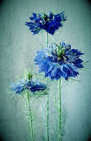 Pin By Lush Floral Design On Flowers And Plants Blue Flowers Flowers Beautiful Flowers
