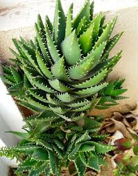 Image result for Aloe ribauensis
