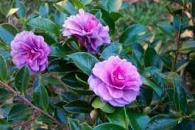 Camellia Sasanqua Green S Blues Camellia Plants Starter Plants
