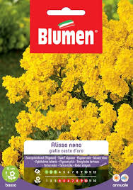Cerca nel più grande indice di testi integrali mai esistito. Semi Di Alisso Nano Giallo Garden Center Mediterraneo