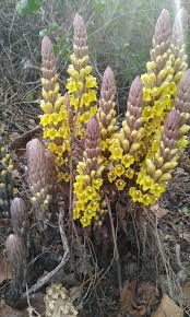 Image result for Cistanche tinctoria
