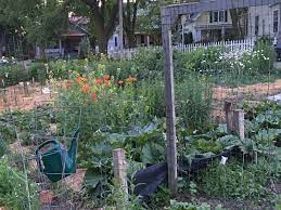 Maybe you would like to learn more about one of these? Community Gardens Soil Science Society Of America