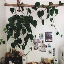 Wonderful Take Over Photo By Amy Merrick Indoor Vines Hanging Plants Plants