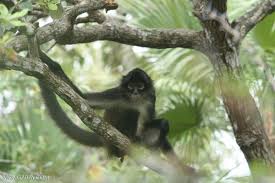 Several of the species are critically endangered. Female Long Haired Spider Monkey Ateles Belzebuth