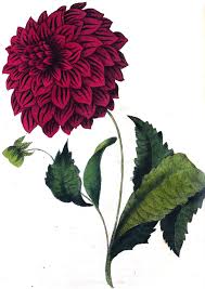 Image result for Prismatocarpus cordifolius