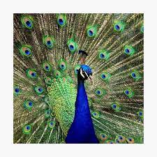 peacock style photographic print by dmrltd in 2021 peacock wallpaper peacock images peacock