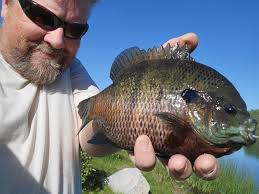 Today's catch😎early morning bite