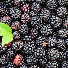 Image result for Rubus iringanus