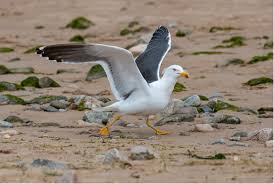Image result for seagull