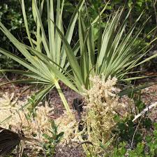 Image result for Sabal etonia