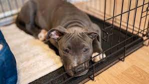 5 Reasons Why Your Dog Whines In A Crate And What To Do Dog Whining Small Dog Crate Dog Behavior