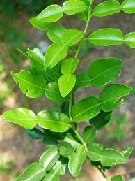 2 tanam di mana yang terbaik. Tanamsendiri Com Grow Your Own Gambar Hari Ini Pokok Limau Purut