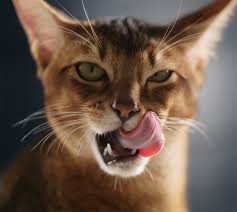 As is the case with the salt licks provided by mother nature, manmade licks are also frequented by a variety of other animals such as rabbits, groundhogs, foxes, gray squirrels, chipmunks and birds. Can Cats Eats Cashews