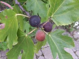 Inspired by our lives in south america, where the farms often nuzzle up against the sea, and by our home, venice, we've peeled. How To Grow A Fig Tree Hgtv