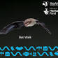 Bat Walk at Charterhouse for City Nature Challenge event image