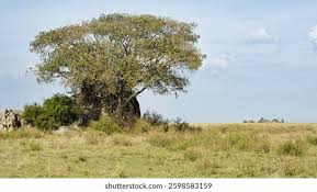 Image result for Phragmanthera cornetii